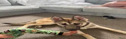 Mixed Breed dogs for sale: Moxy  - Advert 4
