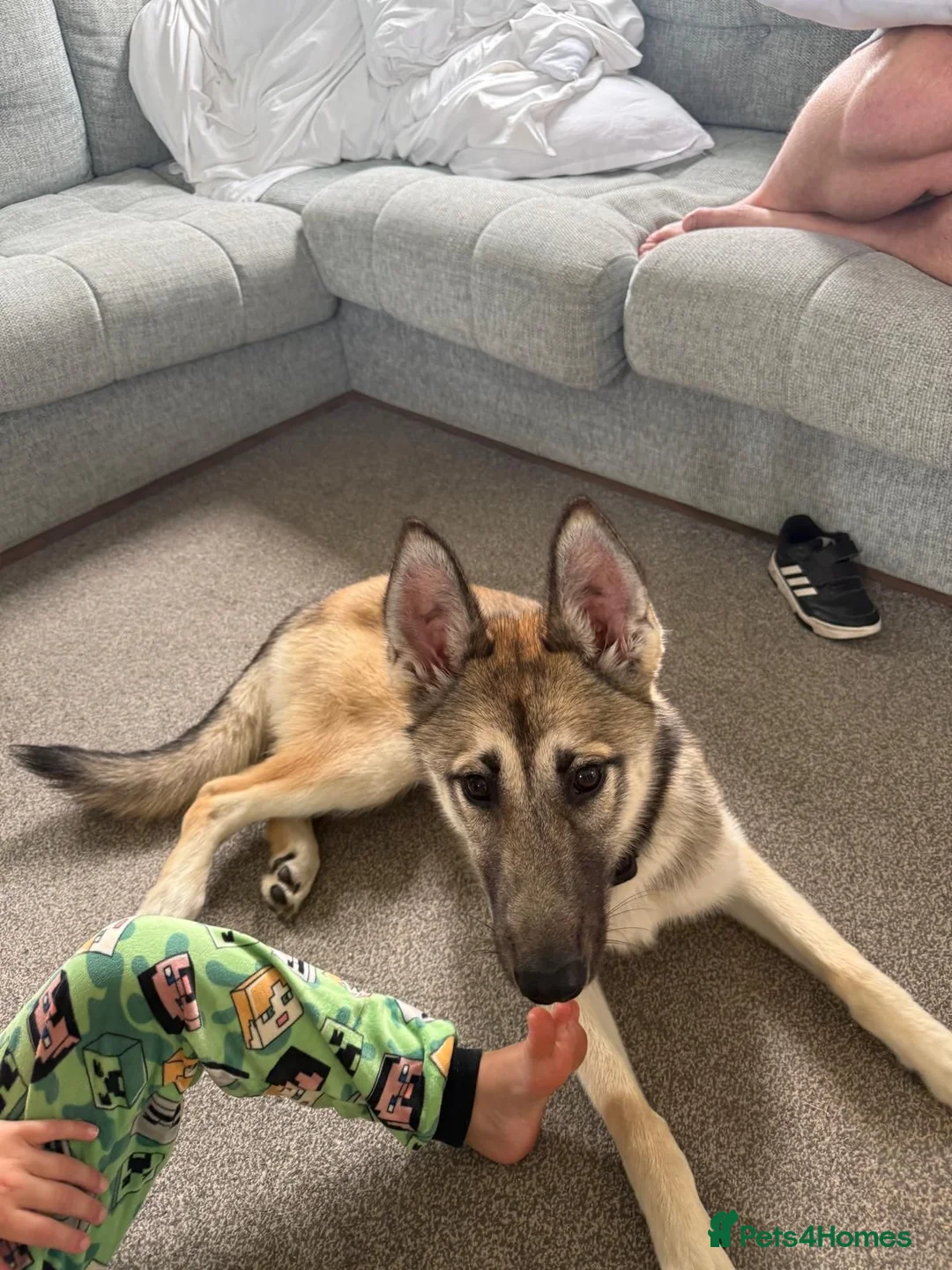 Mixed Breed dogs for sale: Moxy  - Advert 4
