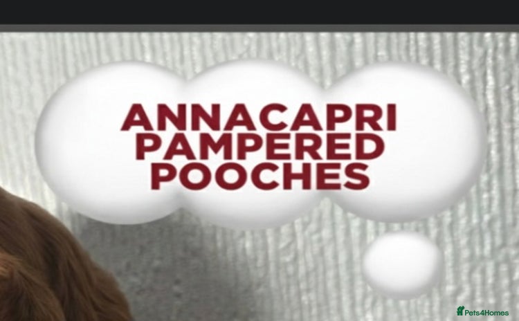 Cavapoo dogs - Advert 7