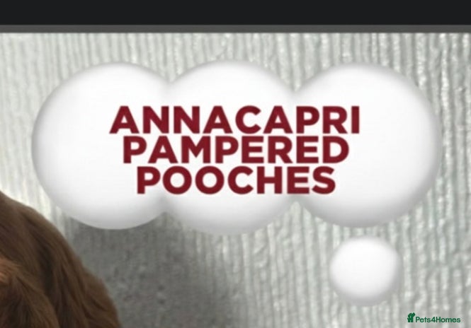 Cavapoo dogs - Advert 7