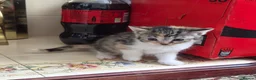 Mixed Breed cats for sale: Male /female lovely kittens  - Advert 15