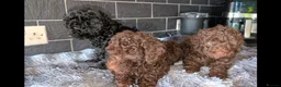 Labradoodle dogs for sale: 🐾Quality F1BB Mini Labradoodle Pups🐾  - Advert 23