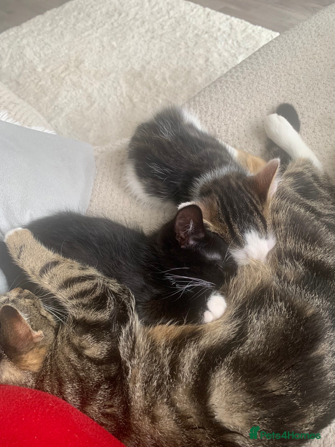 British Shorthair cats for sale: 2 male kittens  - Image 1