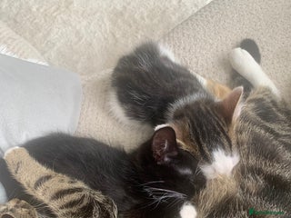 British Shorthair cats - Advert 13