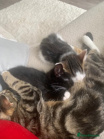 British Shorthair cats - Advert 8