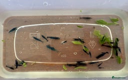 Shrimps fish for sale: Red and Blue Shrimp  - Image 3