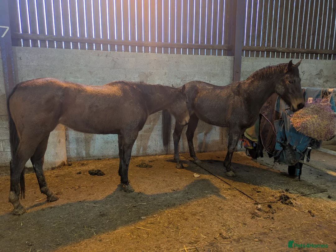English Thoroughbred horses for sale: Two thoroughbred horses for sale - Advert 2