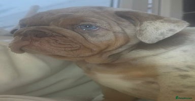 English Bulldog dogs - Advert 4