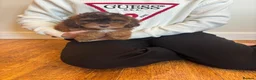 Cockapoo dogs for sale: Cockapoo puppies  - Advert 11