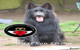 German Shepherd dogs for sale: hip scored DM Clear and DNA tested parents - Image 7