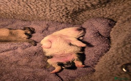 Pug dogs for sale: 1 female panda pug  - Image 2