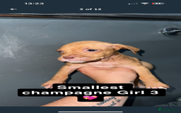 Mixed Breed dogs for sale: Alpha blue bulldog x mastiff - Image 3