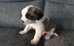 Saint Bernard dogs for sale: Saint Bernard  - Image 8