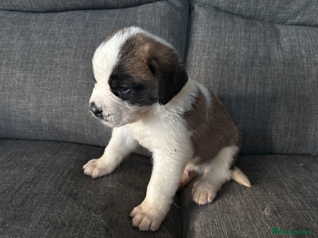 Saint Bernard dogs for sale: Saint Bernard  - Image 8