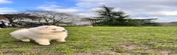 Samoyed dogs for sale: Lovely 1 GIRL Samoyed puppy - Advert 29