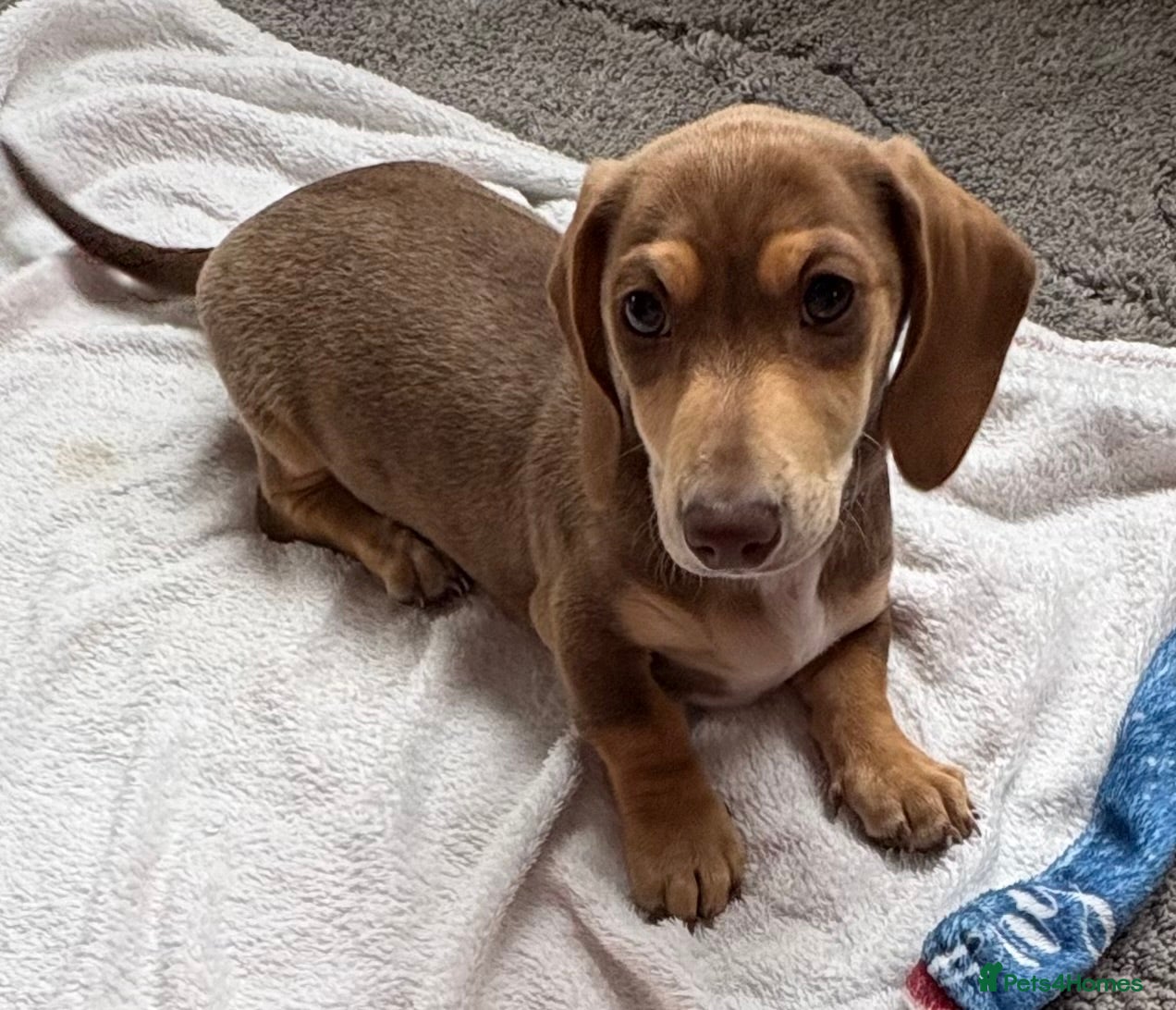 Miniature Dachshund dogs Miniature Dachshund  - Advert 2