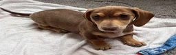 Miniature Dachshund dogs for sale: Miniature Dachshund  - Advert 2