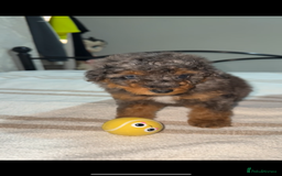 Pomapoo dogs for sale: 4 Beautiful Puppies - 3 Boys🩵 - 1 Girl🩷  - Image 2
