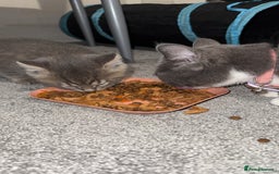 Mixed Breed cats for sale: Beautiful mix breed kittens - Image 2