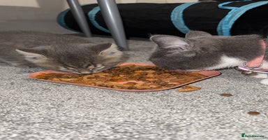 Mixed Breed cats - Advert 14
