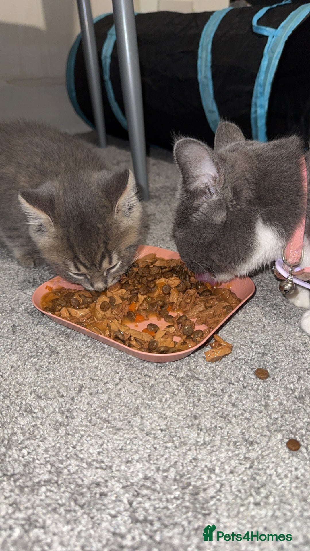 Mixed Breed cats for sale: Beautiful mix breed kittens - Image 2