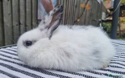 Mini Lop rabbits for sale: Trained French x Mini Lop Bunnies. Please Read! - Image 10