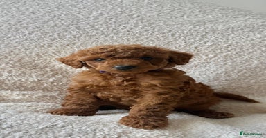 Toy Poodle dogs - Advert 6
