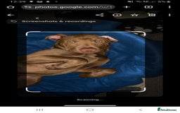 Mixed Breed dogs for sale: Handsome Ceaser 9months old - Image 5
