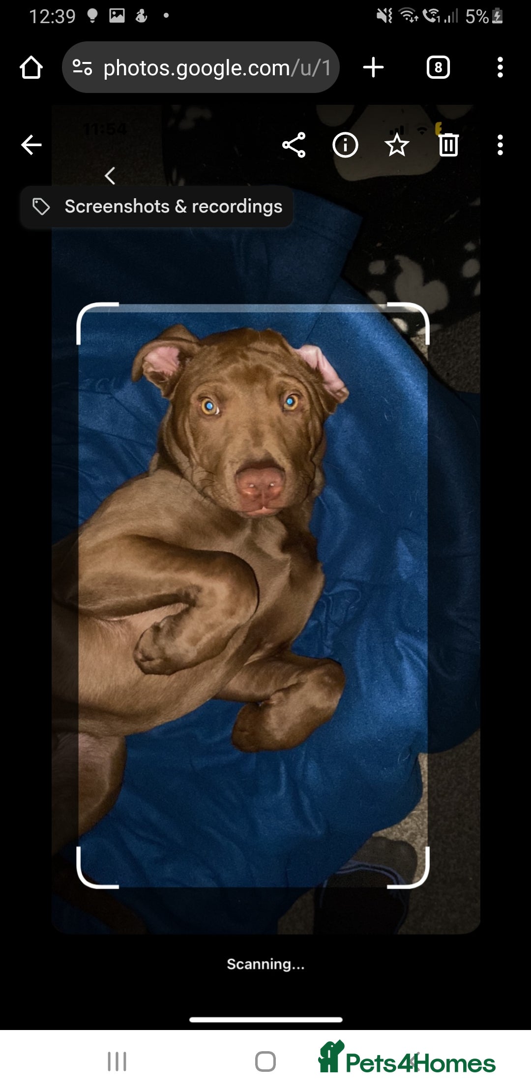 Mixed Breed dogs for sale: Handsome Ceaser 9months old - Image 5