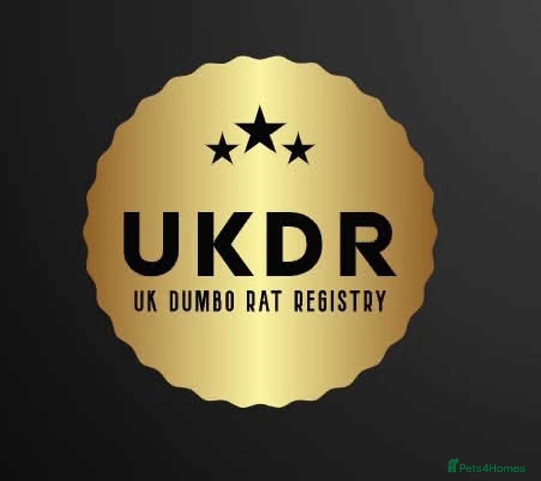 Rat rodents for sale: Pedigree Dumbo Rats  - Advert 9