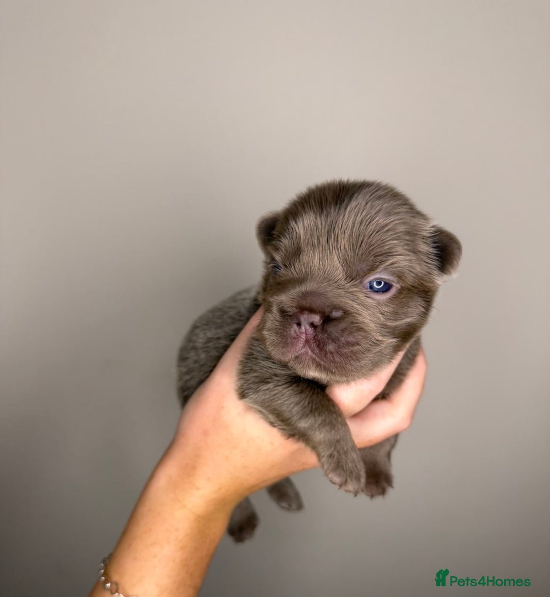 French Bulldog dogs for sale: French bulldog  - Advert 4