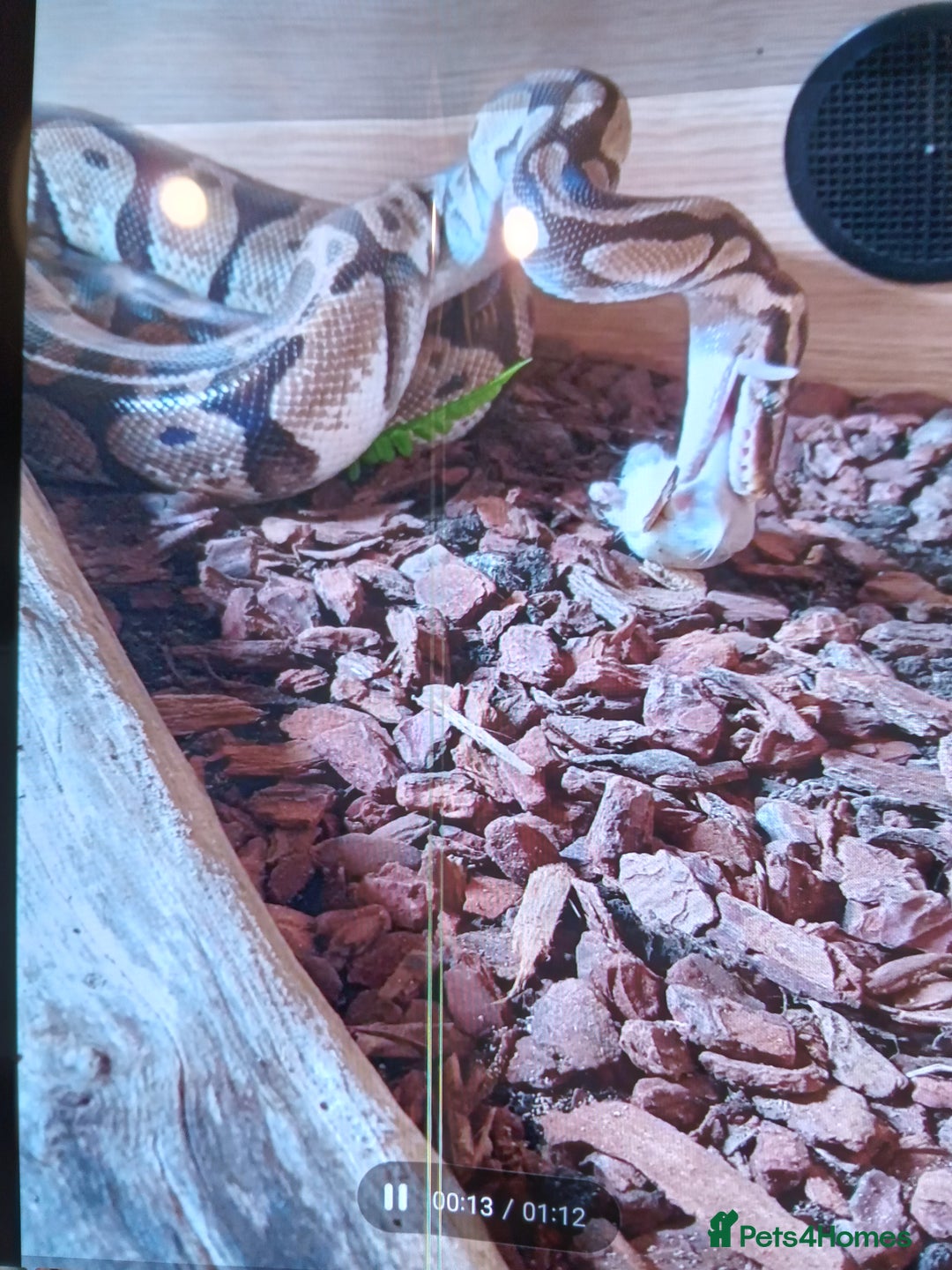 Snake reptiles for sale: Royal python snake  - Image 4