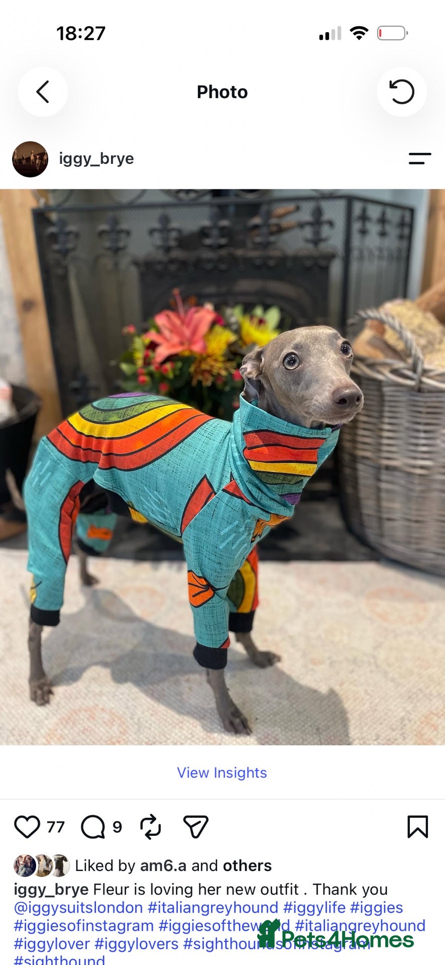 Italian Greyhound dogs Kc registered Italian greyhound pups  - Advert 6