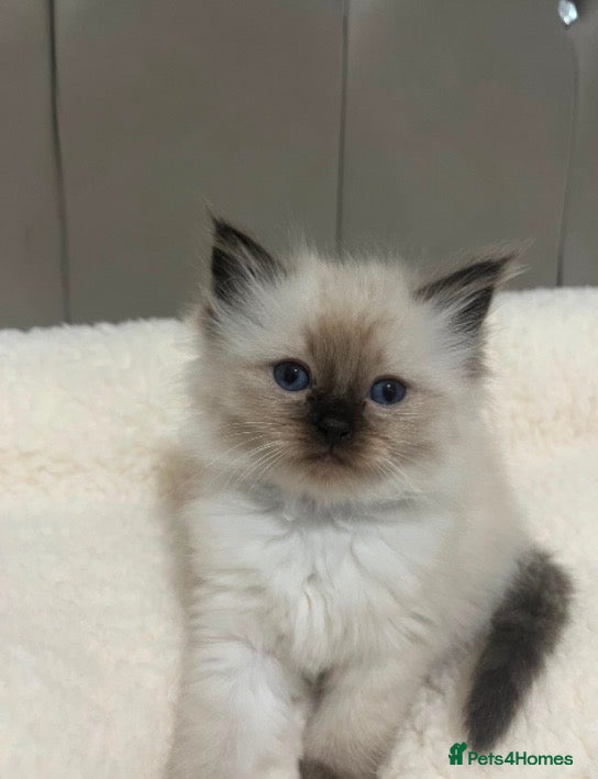 Ragdoll cats Beautiful Ragdoll  - Advert 2
