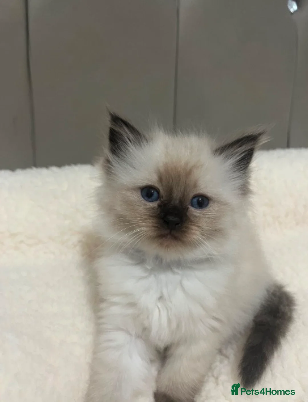 Ragdoll cats for sale: Beautiful Ragdoll  in Birmingham - Advert 1