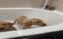 Labrador Retriever dogs for sale: Beautiful kc reg Labrador pups - Image 9