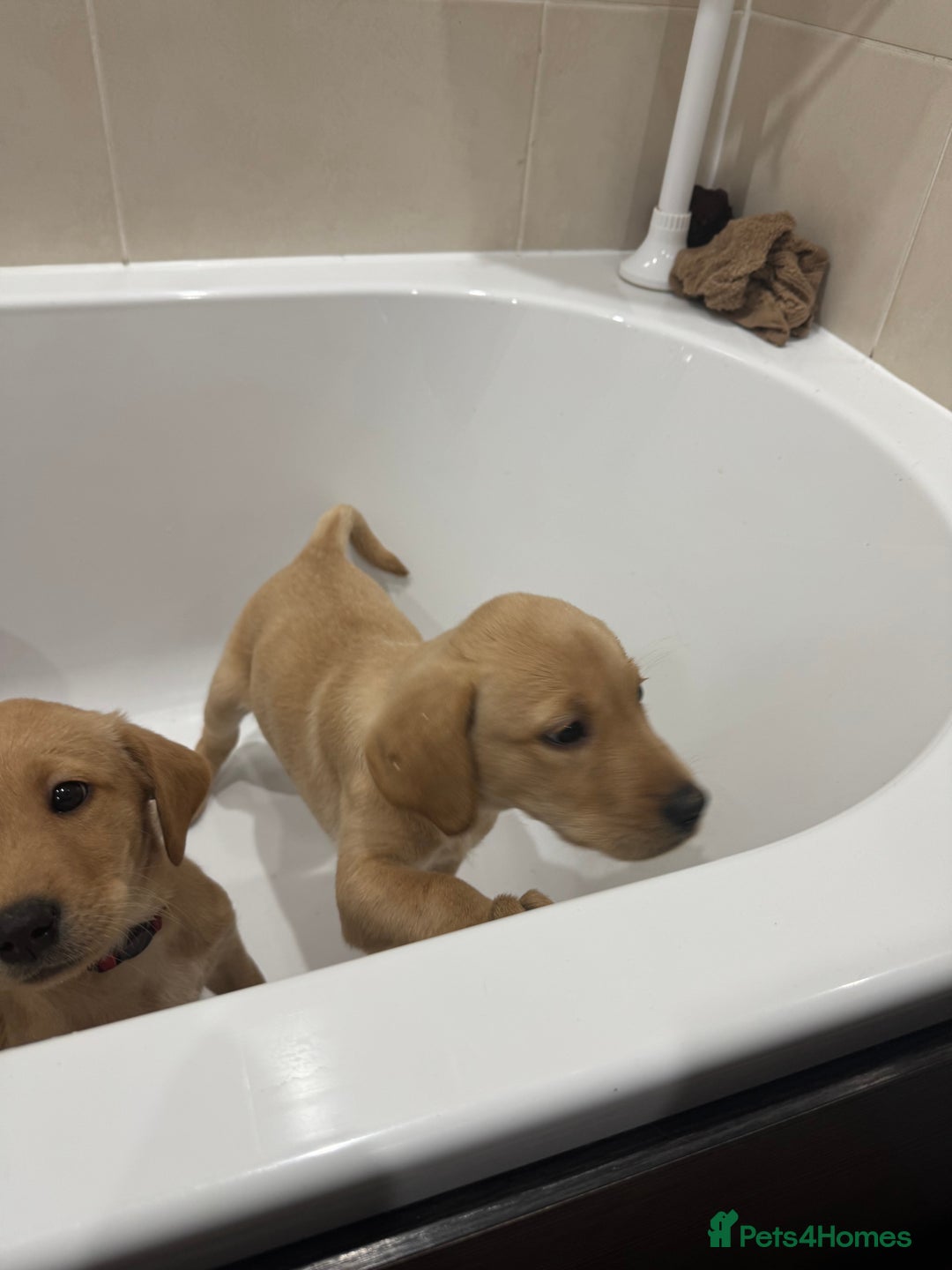 Labrador Retriever dogs for sale: Beautiful kc reg Labrador pups - Image 9
