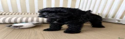 Cockapoo dogs for sale: Extensively Health tested cockapoo puppies  - Advert 12