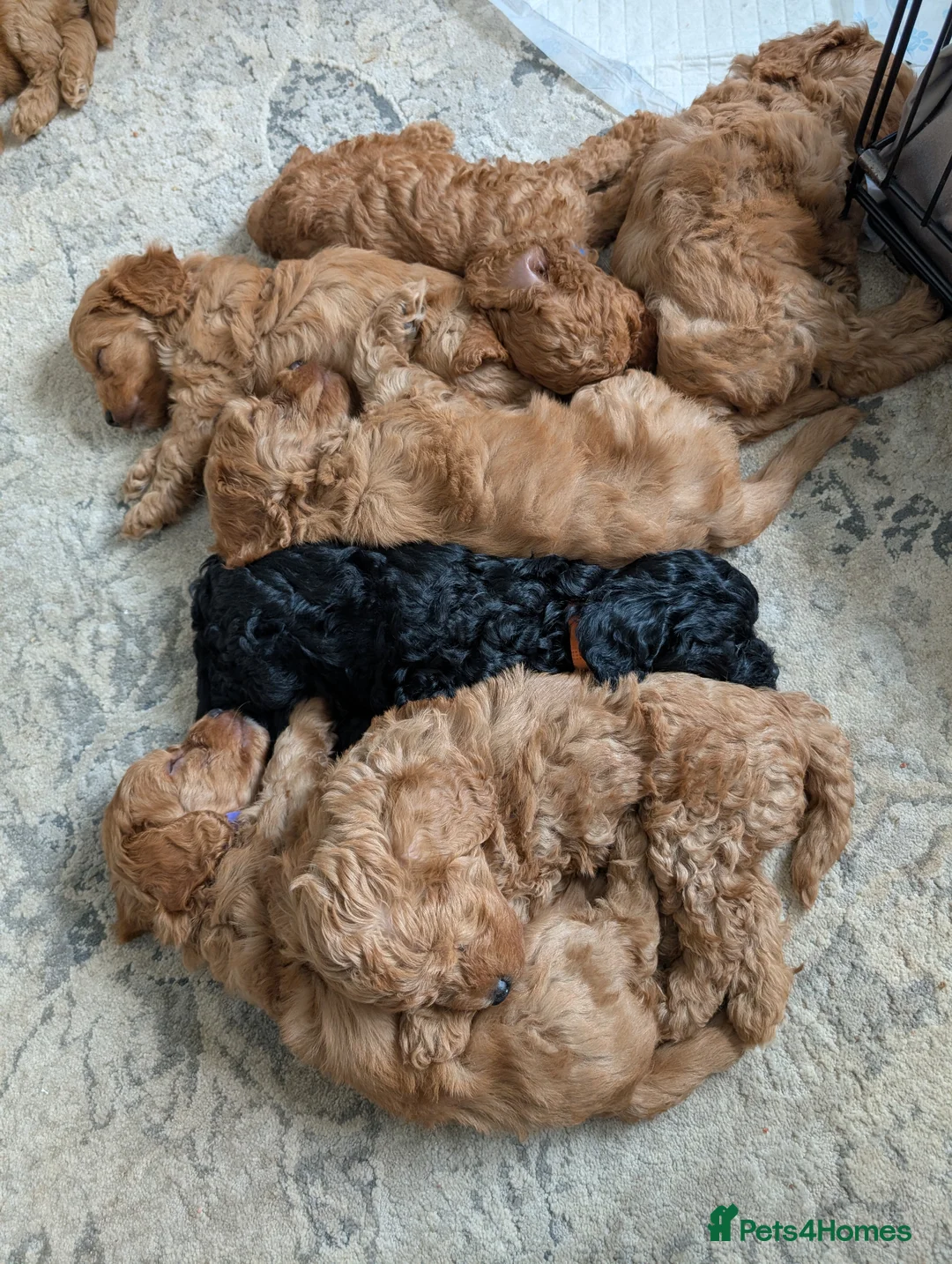 Cockapoo dogs for sale: cockerpoo for sale  - Advert 1