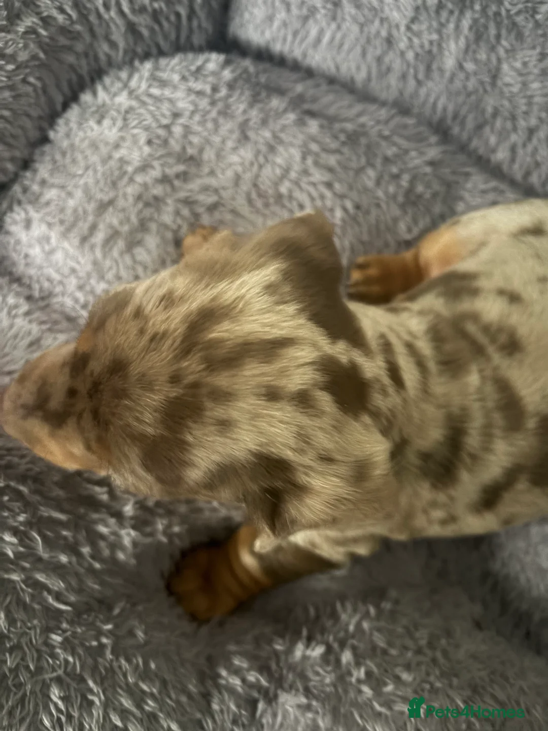 Dachshund dogs for sale: 2 boy Miniture dashund puppies for sale  - Advert 10