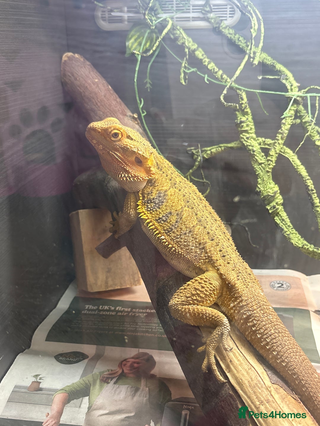 Bearded Dragon reptiles for sale: Bearded dragon  - Advert 1