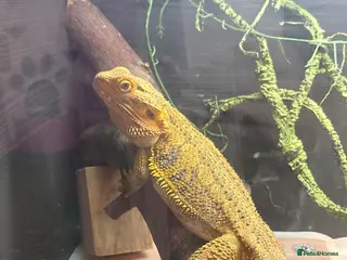 Bearded Dragon reptiles Bearded dragon - Advert 1