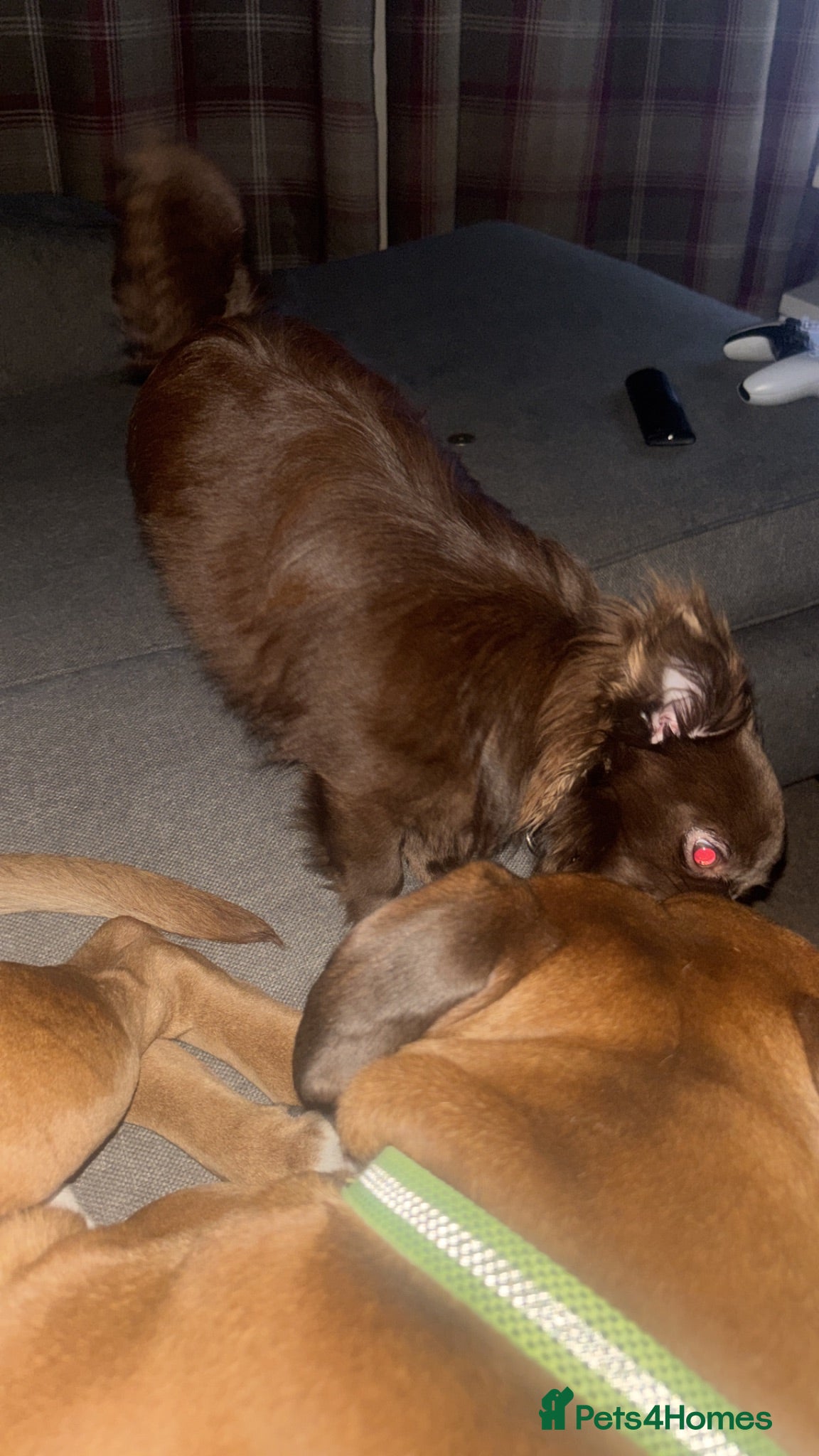 Chihuahua dogs Dog for sale , need to be forever home ,  - Advert 6
