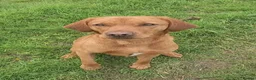 Labrador Retriever dogs for sale: Fox red labradors by Mochuto hot off the press - Advert 2