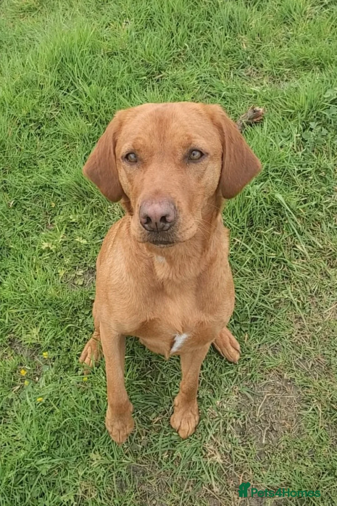 Labrador Retriever dogs for sale: Fox red labradors by Mochuto hot off the press - Advert 2