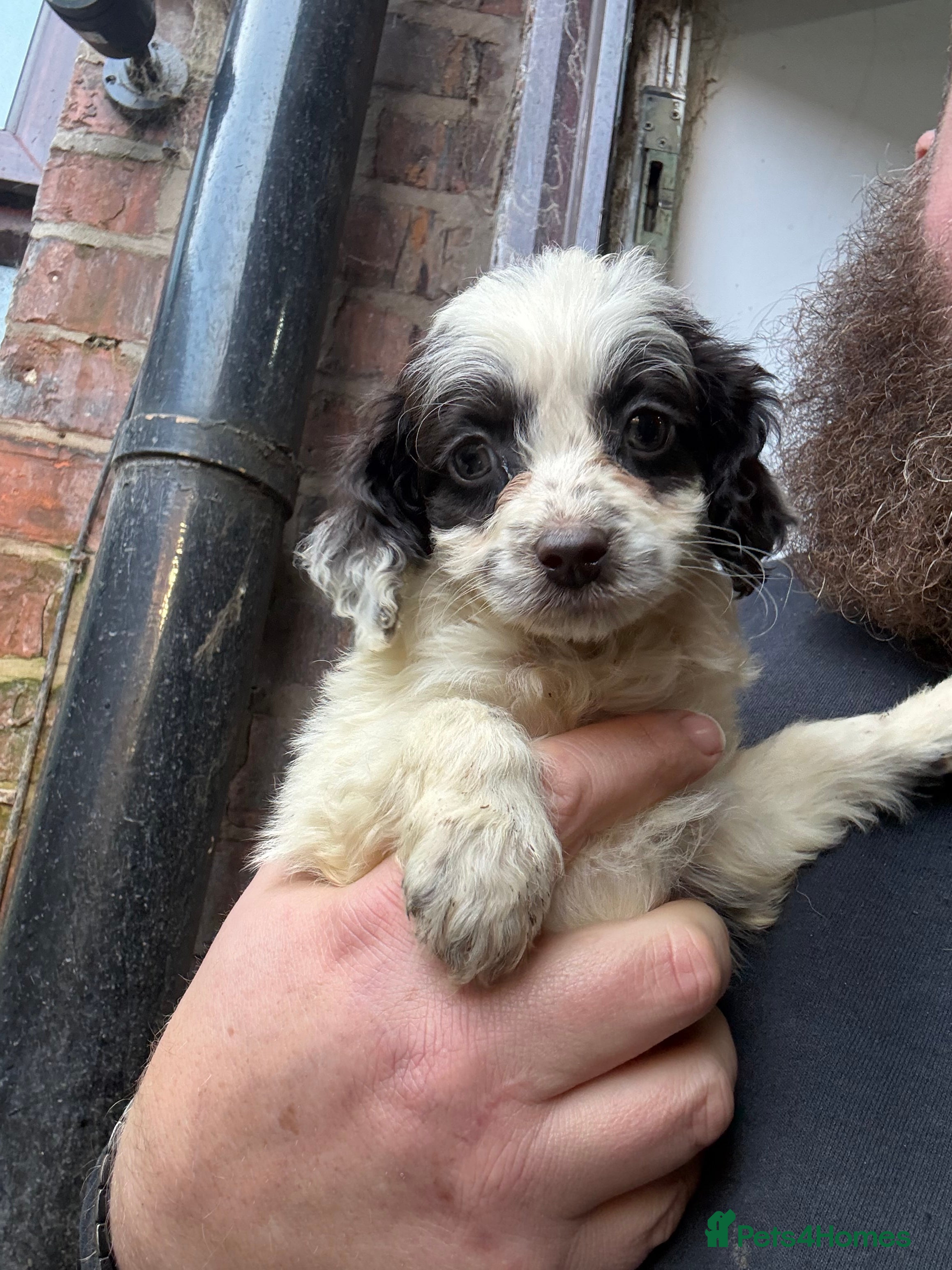 Cockapoo dogs Miniature cockapoos - Advert 5