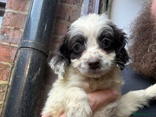 Cockapoo dogs Miniature cockapoos - Advert 11