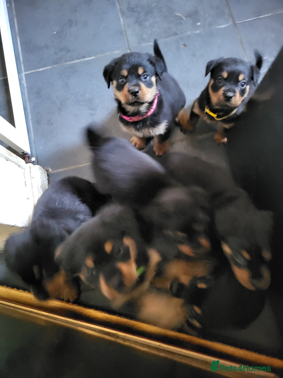 Rottweiler dogs for sale: Rottweiler puppy's 2 boys 5 girls - Image 10