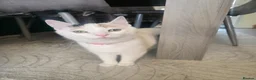 Mixed Breed cats for sale: Domino black Tiger lily white. 1 yr old cats - Advert 2