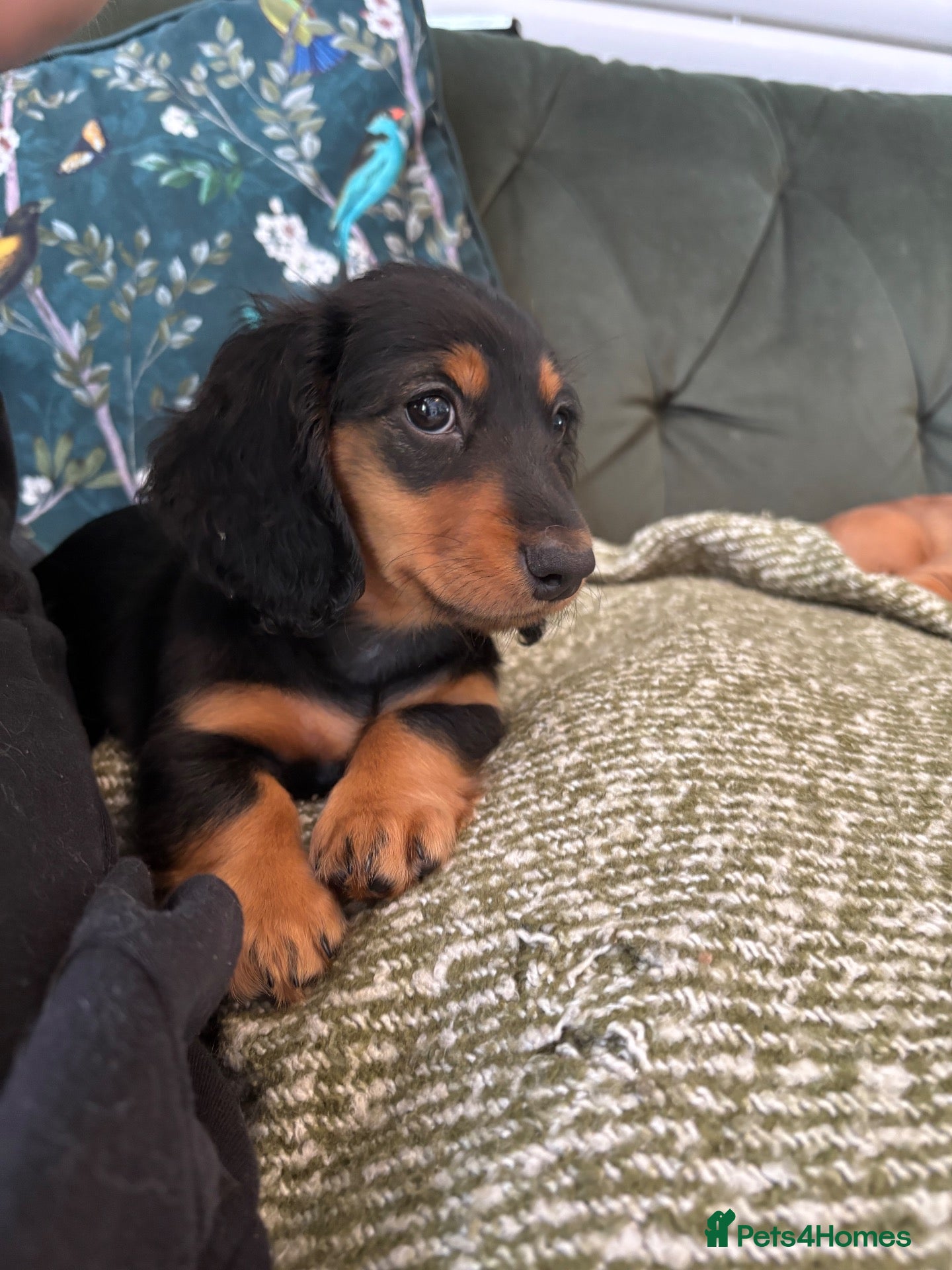 Dachshund dogs Beautiful Dachshund Puppies - Ready Now 🐾 - Advert 2